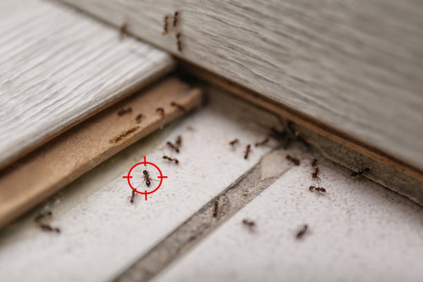 Best Affordable Pest Control Services  in Linganore, MD