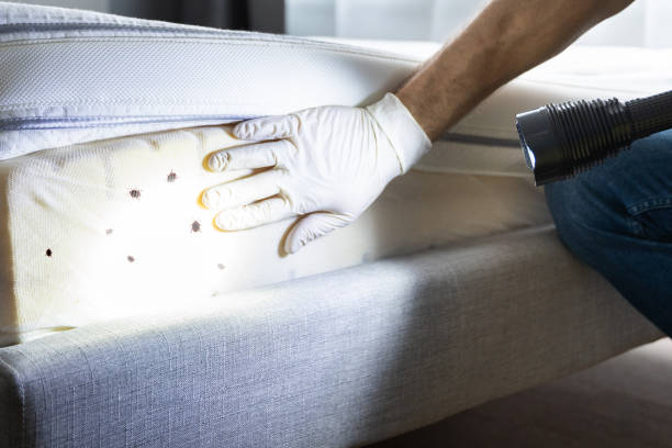 Flea Control Services in Linganore, MD