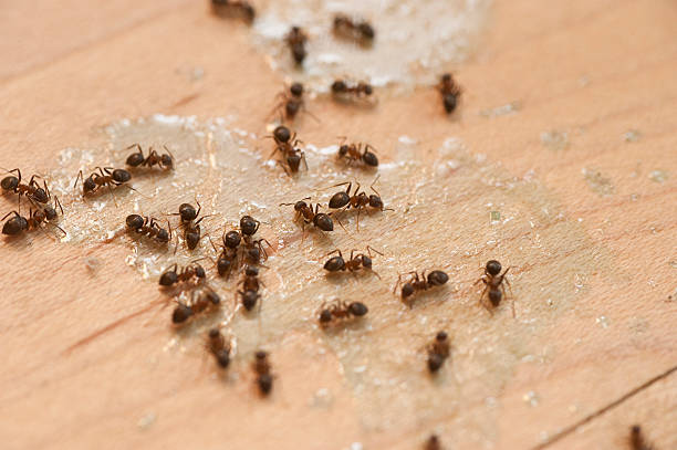 Wildlife Control Services in Linganore, MD